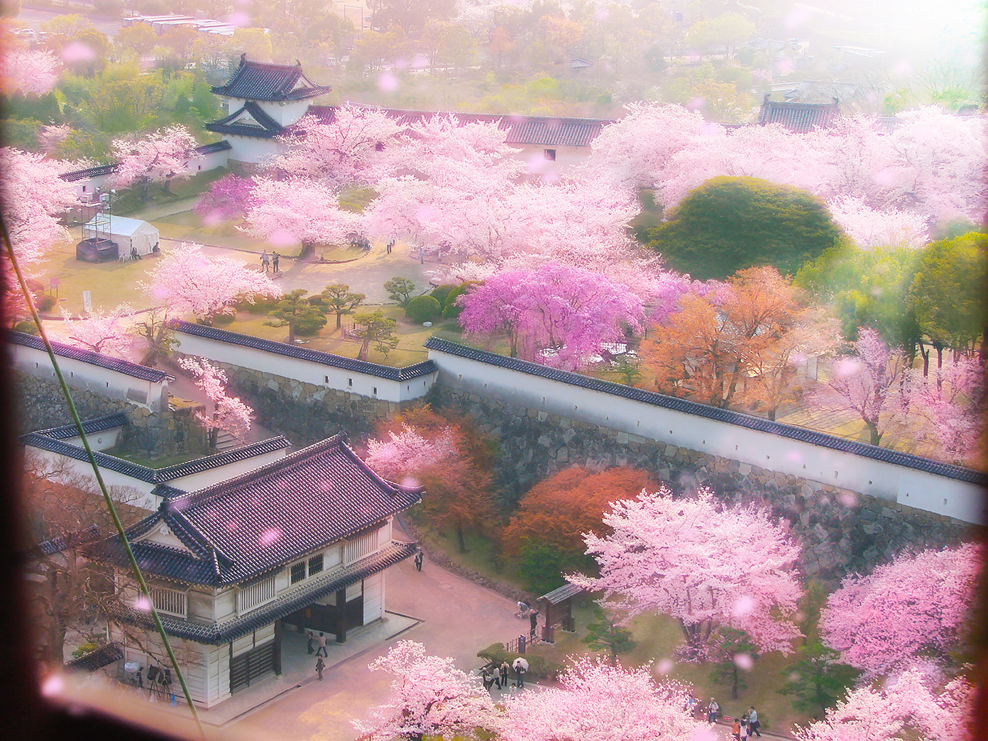 The garden with cherry blossoms of The White Heron Castle of Himeji, Kyoto, Japan