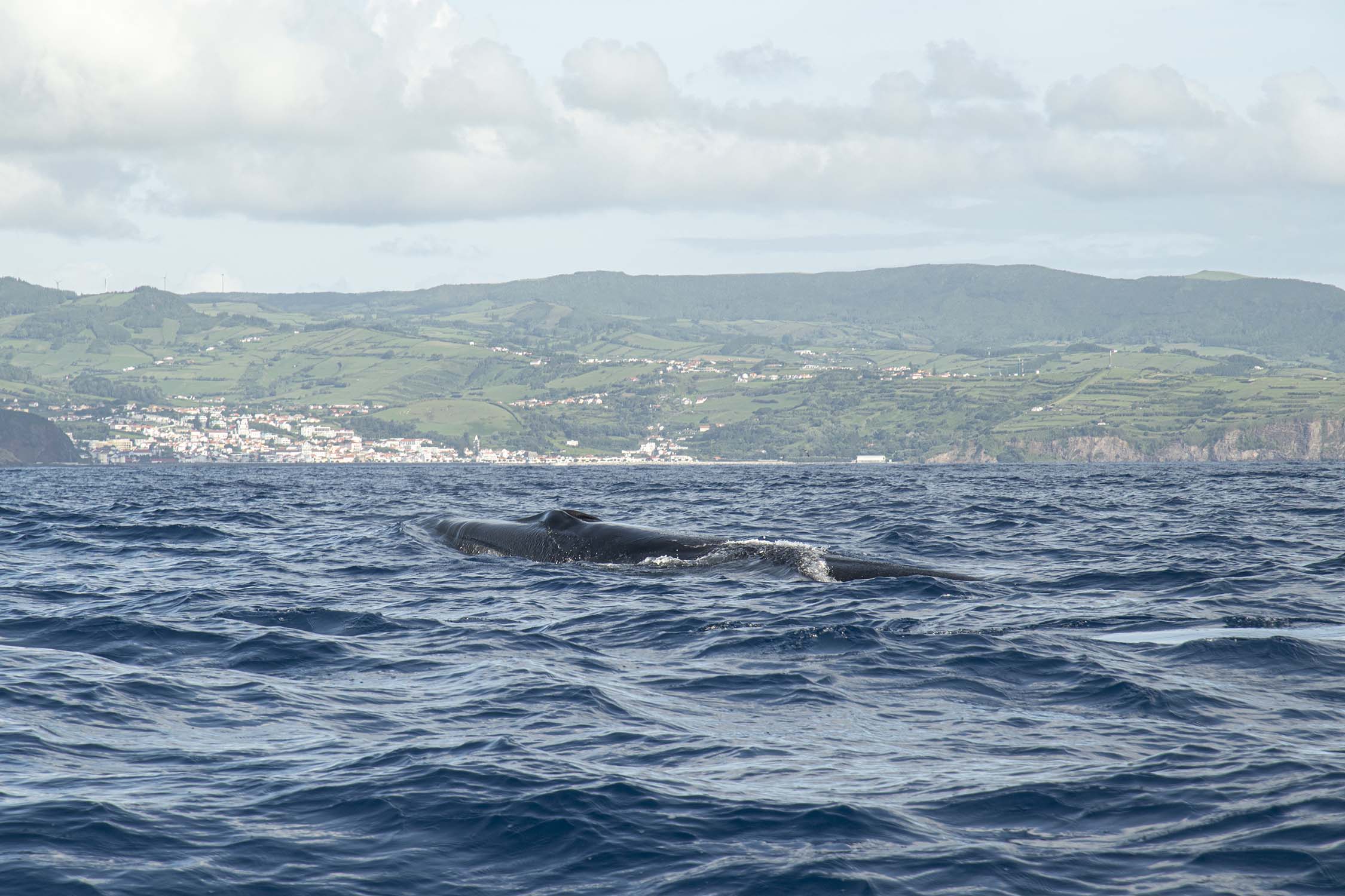 Pico, Azores, Portugal 2022