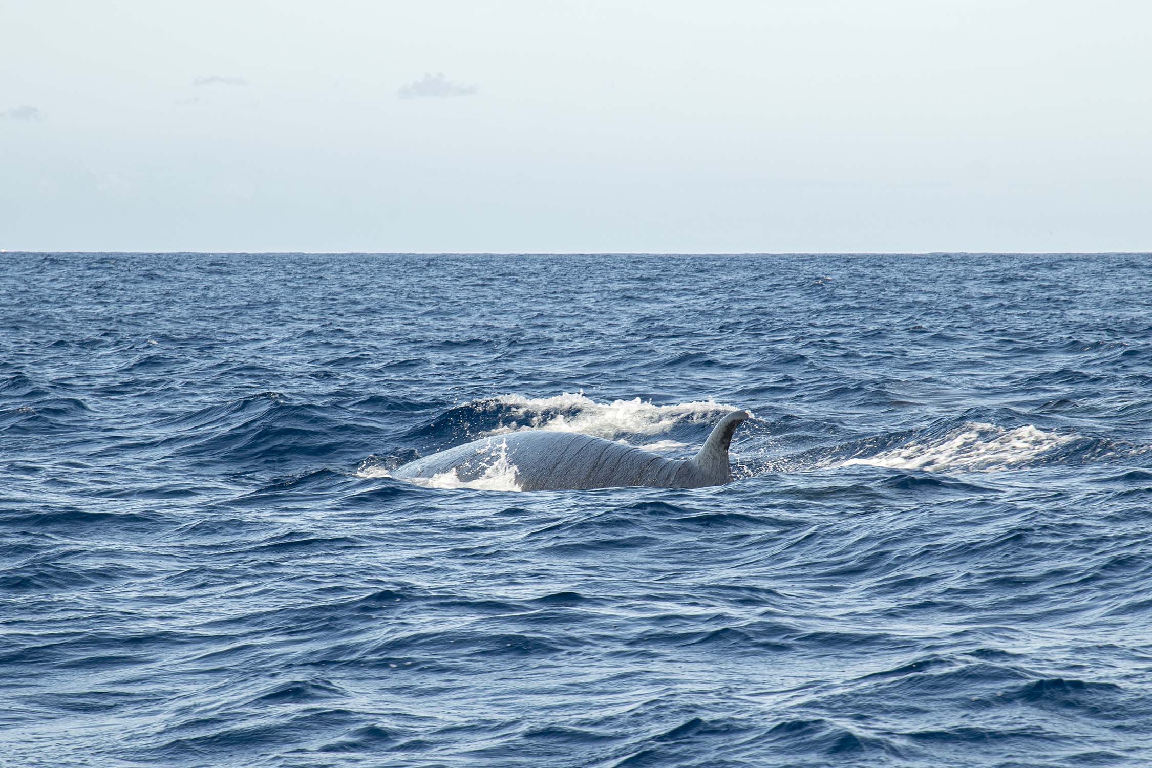 Pico, Azores, Portugal 2022