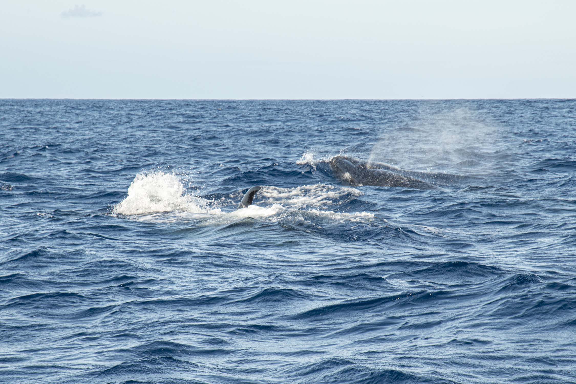 Pico, Azores, Portugal 2022