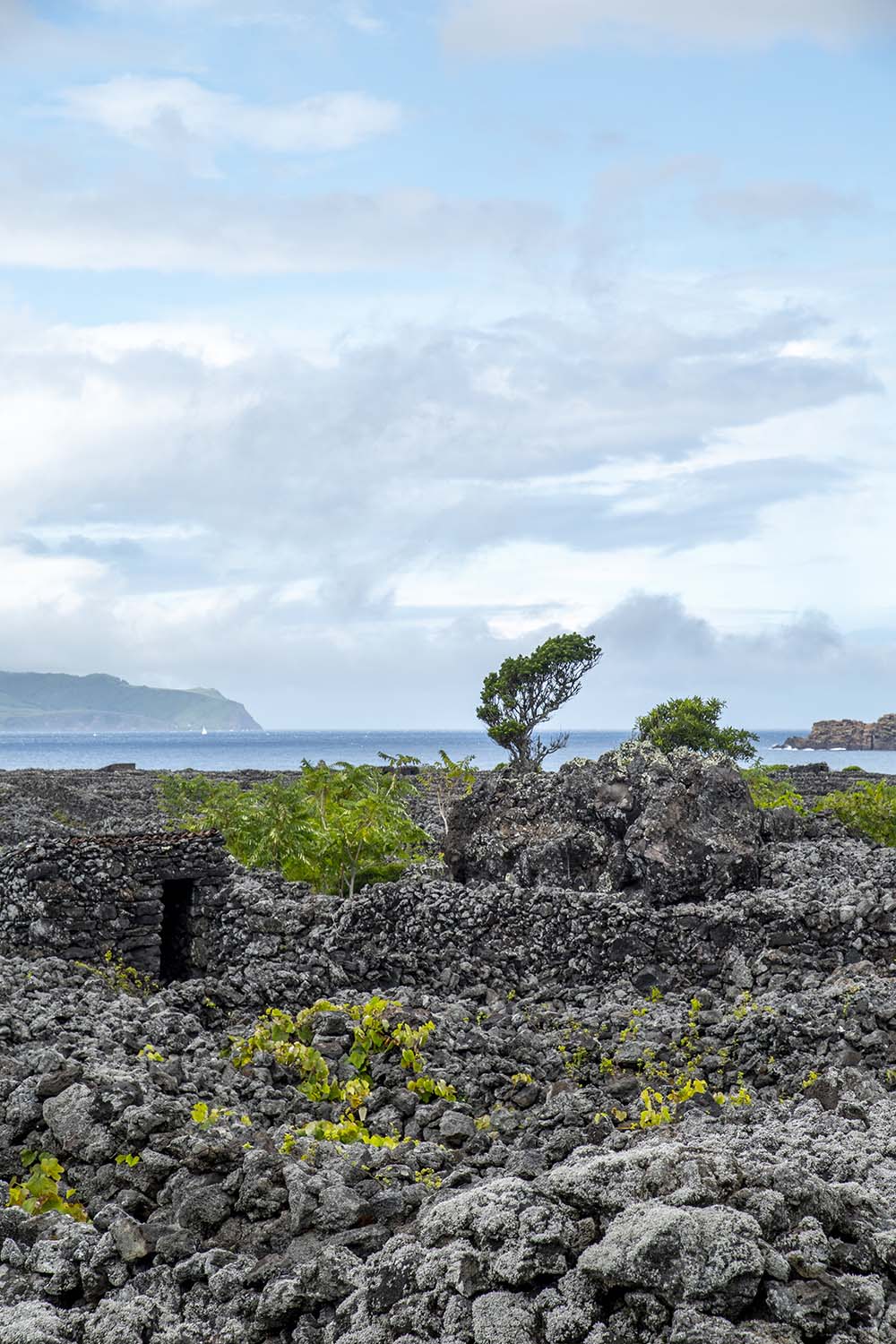 Pico, Azores, Portugal 2022