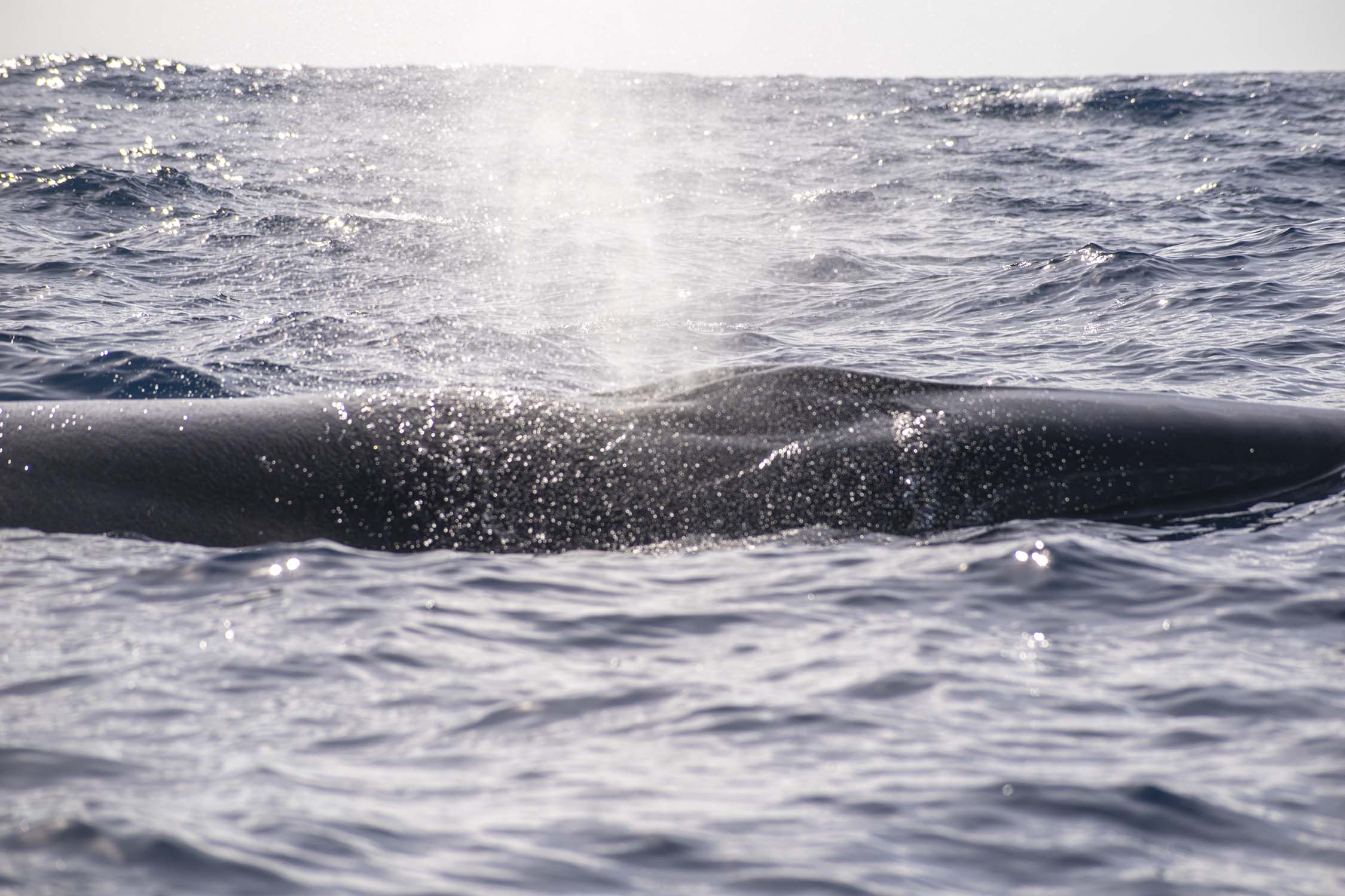 Pico, Azores, Portugal 2022