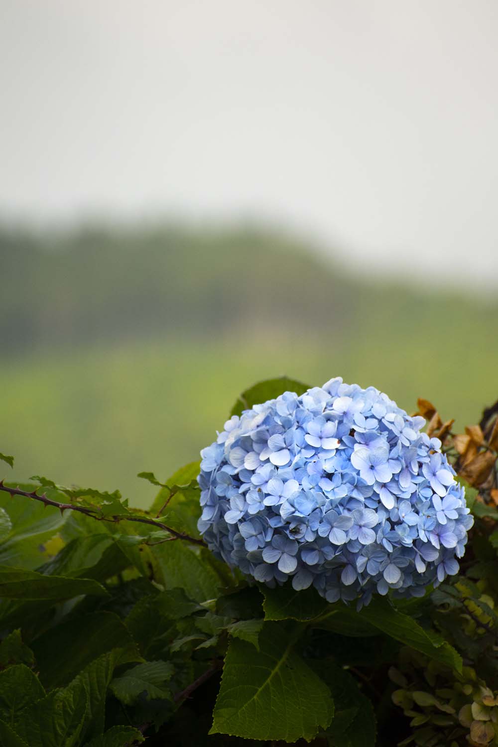 Sao Mihuel, Azores, Portugal 2022