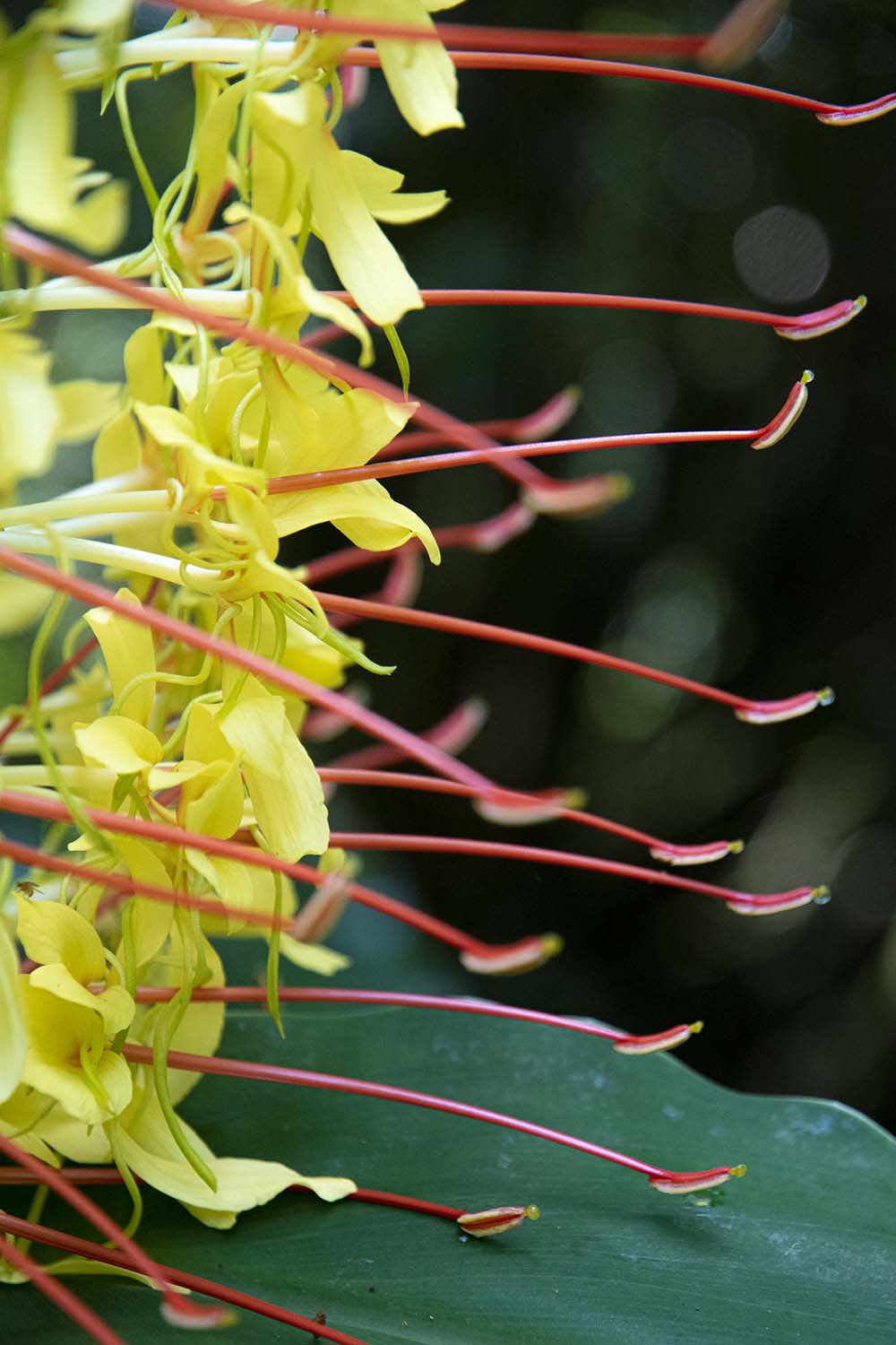 Sao Mihuel, Azores, Portugal 2022