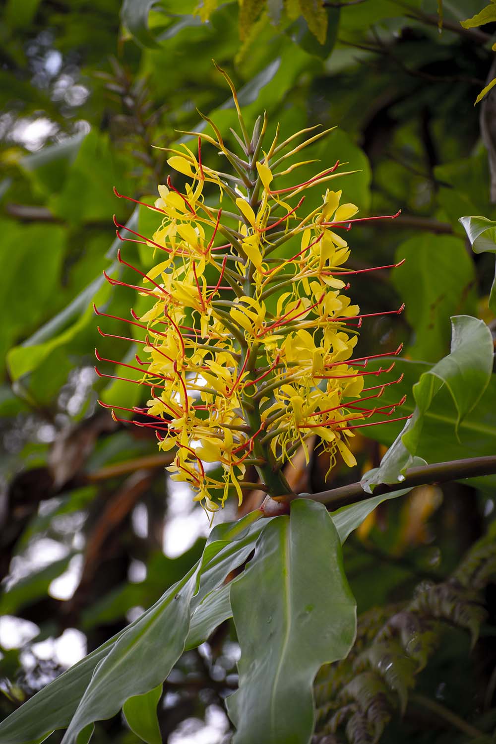 Sao Mihuel, Azores, Portugal 2022