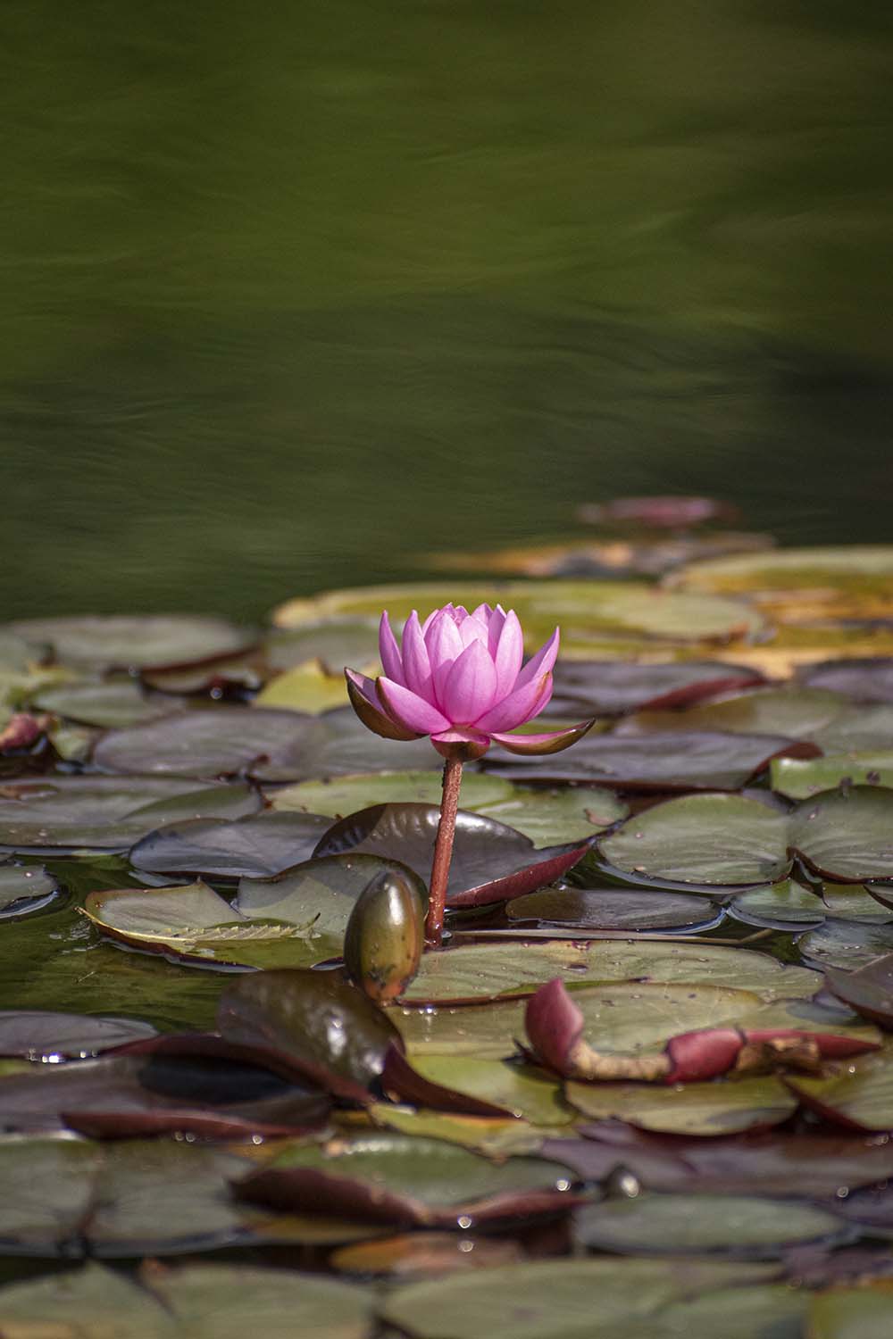 Gothenburg, Sweden, 2022